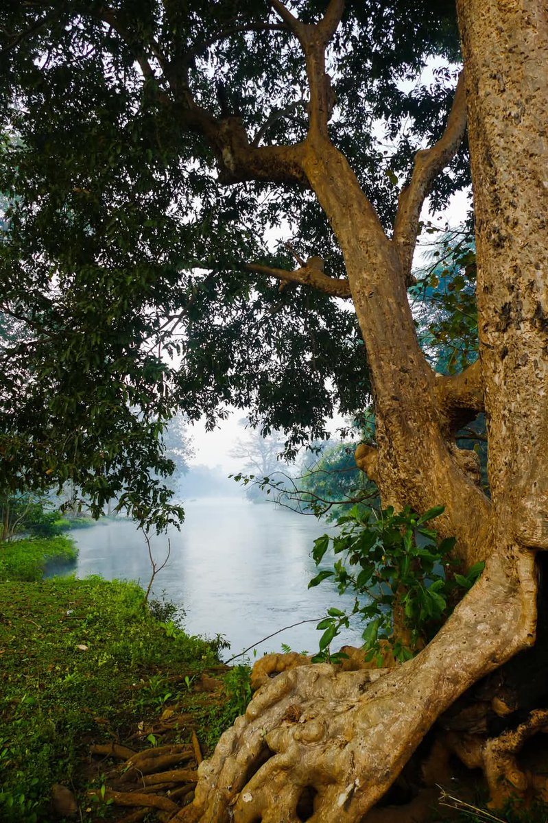 Praveen_nature's tweet image. #Maredumilli #Araku #Paderu #Alluriseetharamaraju #Eastgodavari #Arakuvalley #Lambasingi #Nature #Naturelover #Naturephotography #Andrapradesh #India