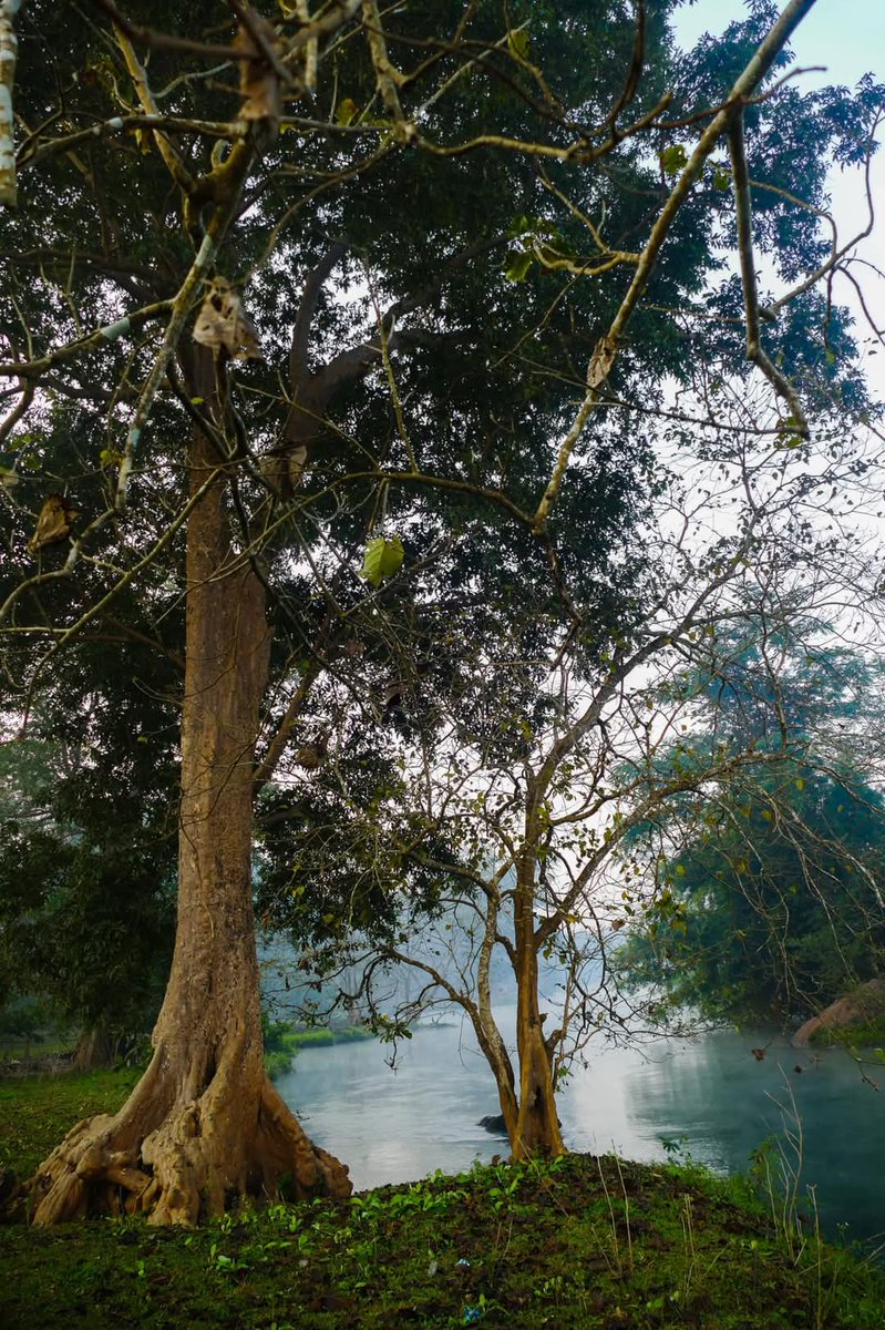 Praveen_nature's tweet image. #Maredumilli #Araku #Paderu #Alluriseetharamaraju #Eastgodavari #Arakuvalley #Lambasingi #Nature #Naturelover #Naturephotography #Andrapradesh #India