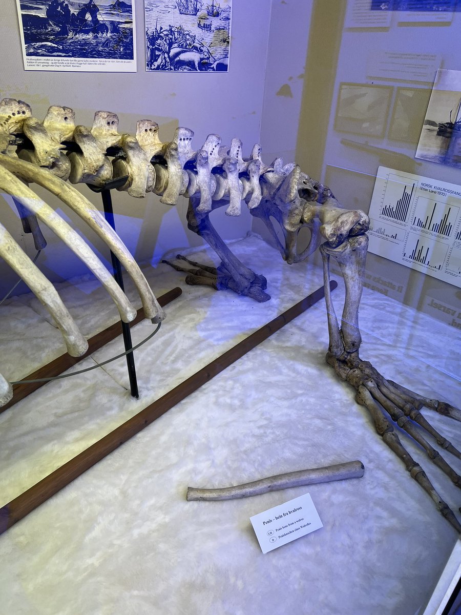 I think they’ve made a mistake putting this walrus skeleton together 🧐….. what do you think?