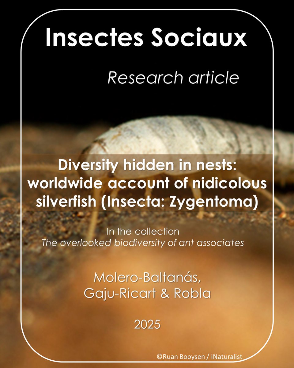New research article! 📰

Molero-Baltanás (@bioJairo) et al. compiled the first global checklist of nidicolous silverfish, revealing over 200 species linked to ants and termites 📋
 🔗doi.org/10.1007/s00040…

#InsectesSociaux #SocialInsects  #Myrmecophily #Termitophily #Diversity