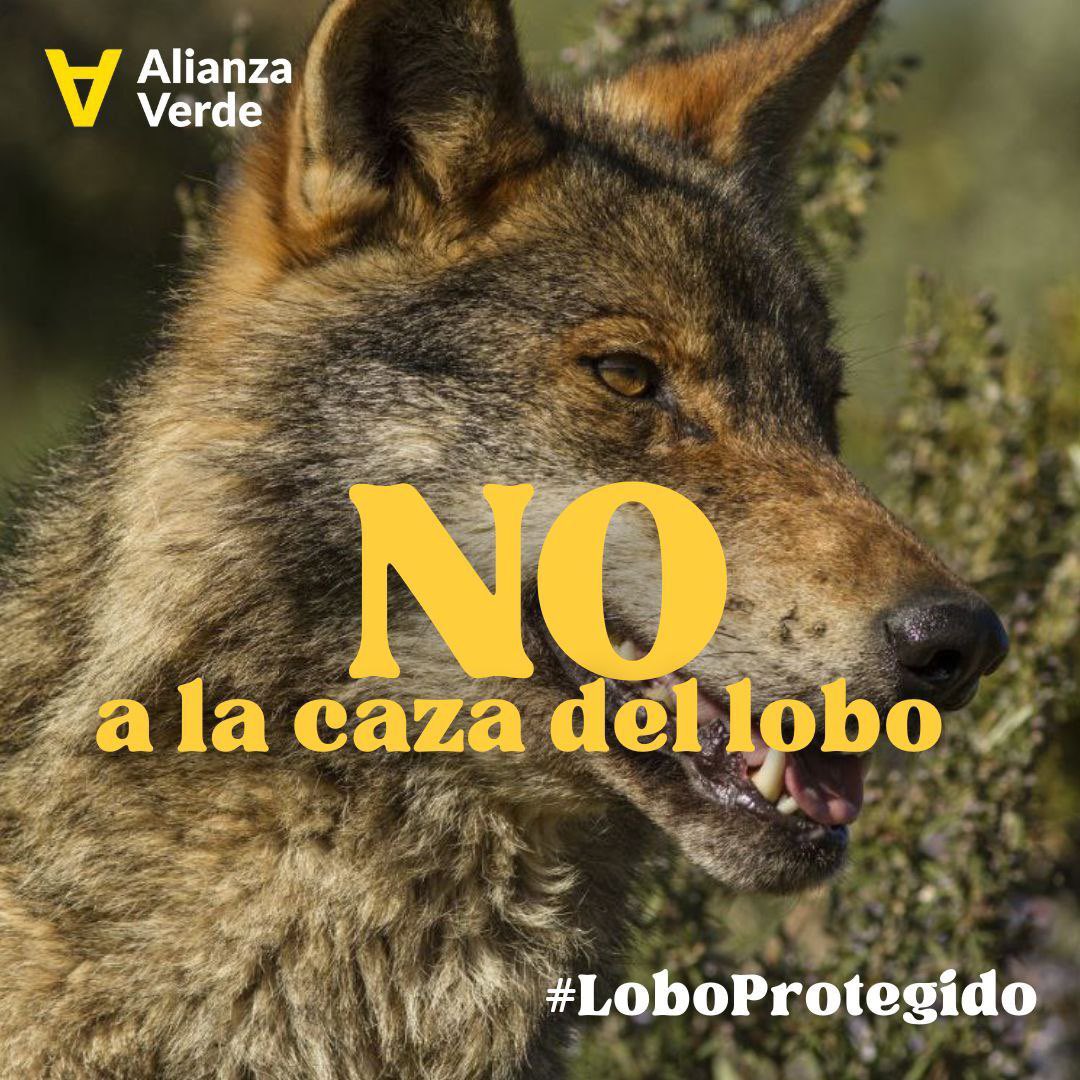 #LoboProtegido #lobovivo