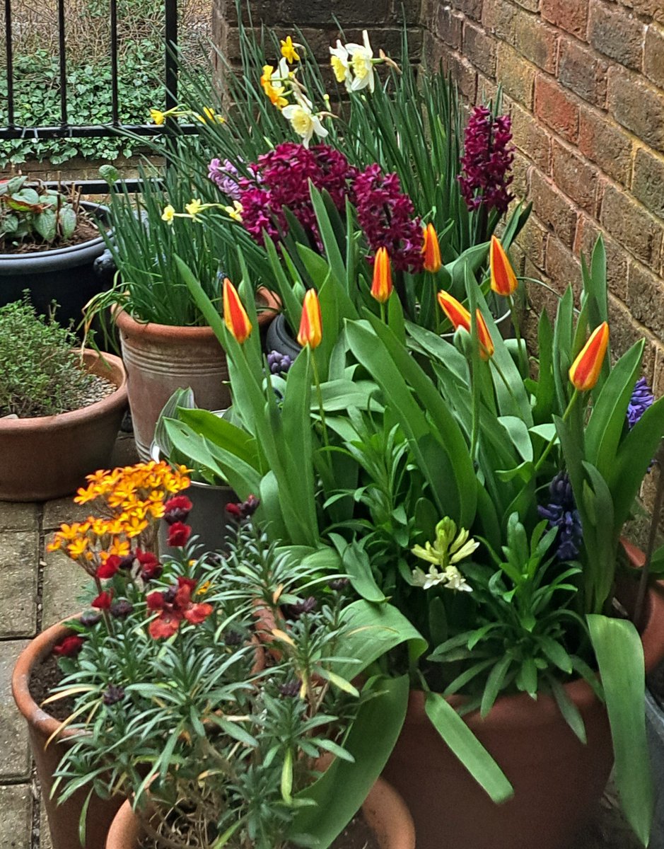 A quick photo taken from the hallway window before leaving for work. Enjoy the sunshine today 🌞🪻🌿
#FlowersOnFriday #MyBalconyGarden