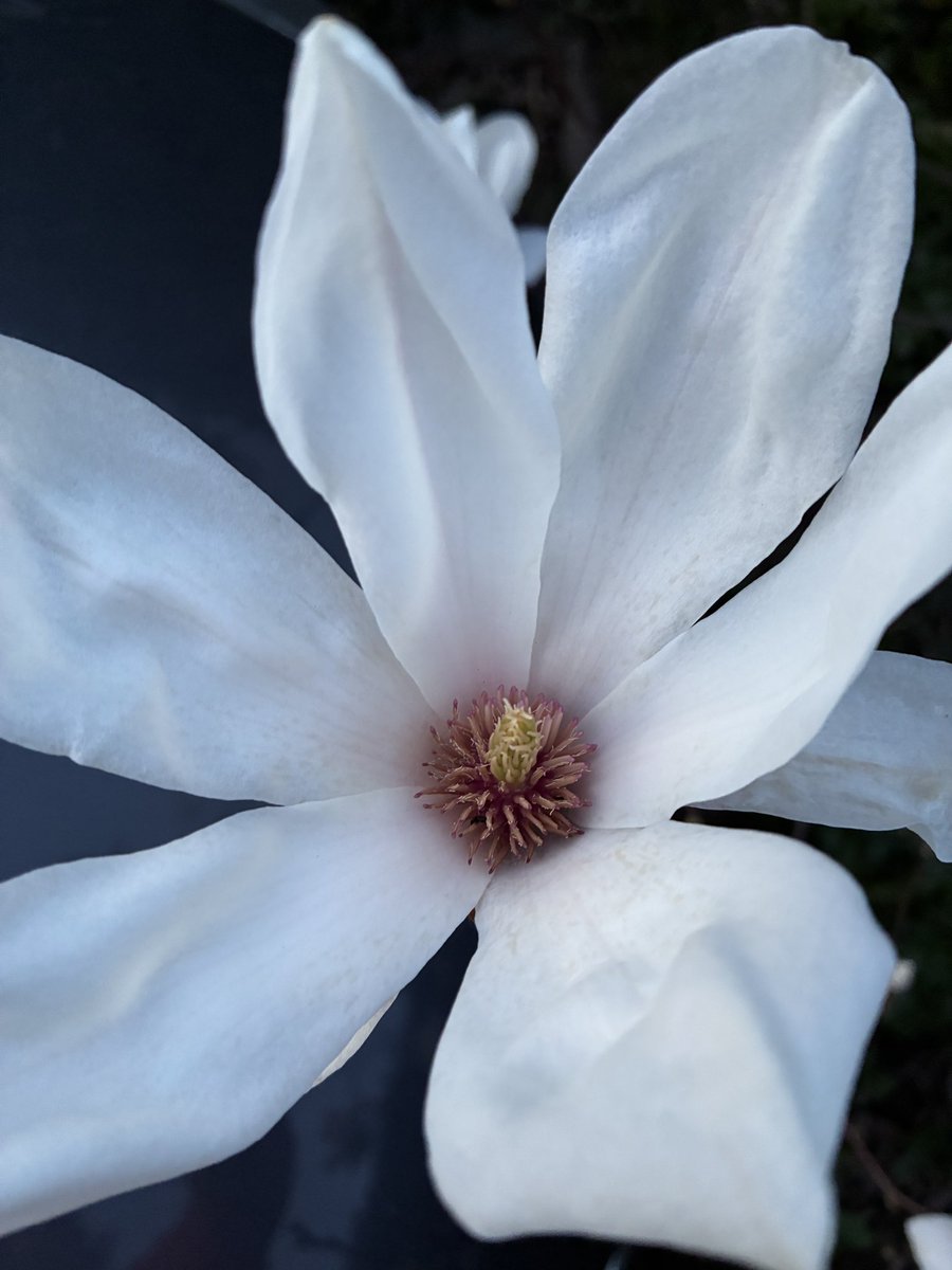 For #FlowersOnFriday, my front garden #Magnolia has just burst into bloom! 😍

#Flowers #Gardening #FlowerHunting