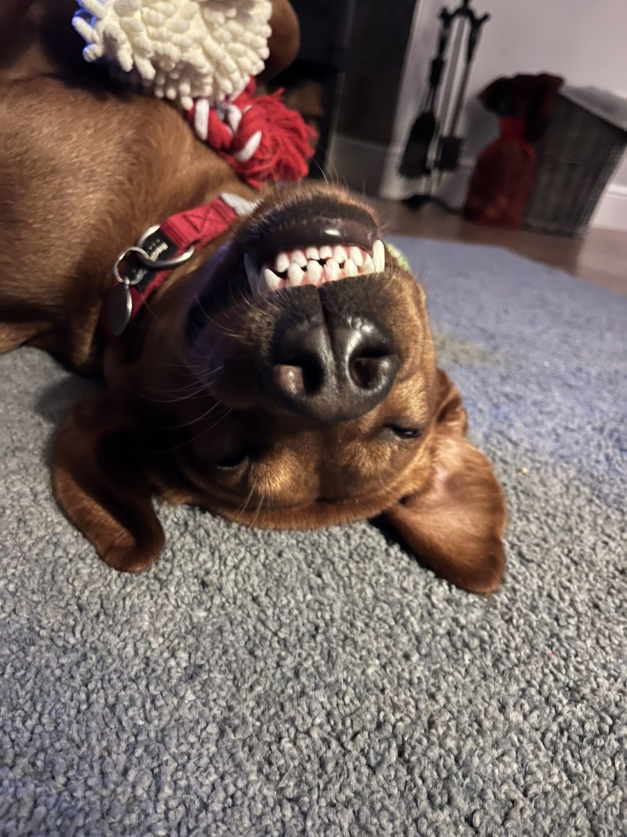 nikkitt76's tweet photo. Cannot believe this chilled pup turned 5 yesterday ..... Happy Birthday Aida.... best doggo ever 🎾🦮🥏🚐... keep loving life the way you do https://t.co/6LqOl5knlC