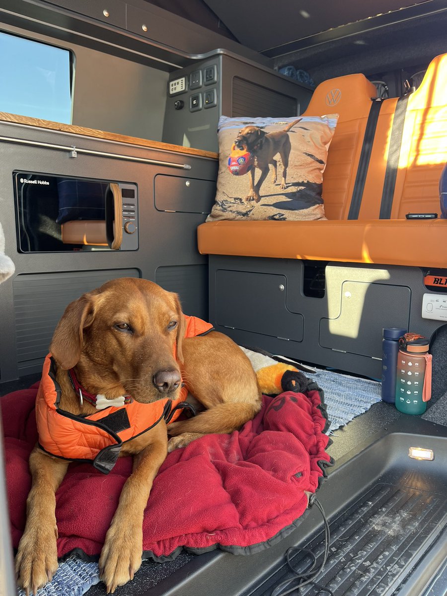 nikkitt76's tweet photo. Cannot believe this chilled pup turned 5 yesterday ..... Happy Birthday Aida.... best doggo ever 🎾🦮🥏🚐... keep loving life the way you do https://t.co/6LqOl5knlC