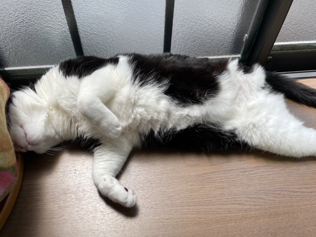 eeeee52268174's tweet photo. やまもとからしか得られない栄養ある

ただ他のネコちゃんからも栄養欲しいです（ネコ写真みせて） https://t.co/b5bu1L4jIx