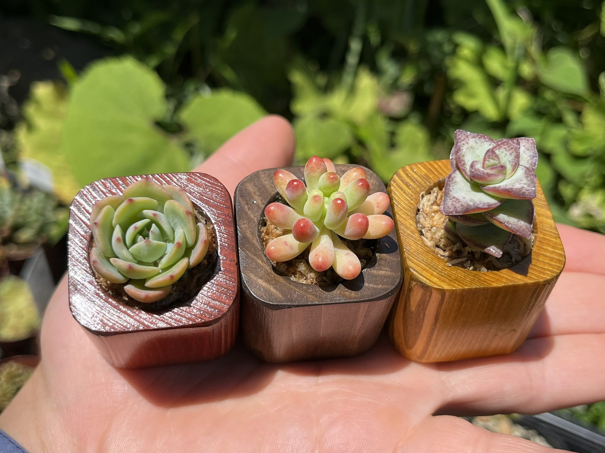 873/抽象画風/多肉植物/S4号 楽天市場】多肉植物 O'sエケベリア トバレンシス×ラウイ 多肉