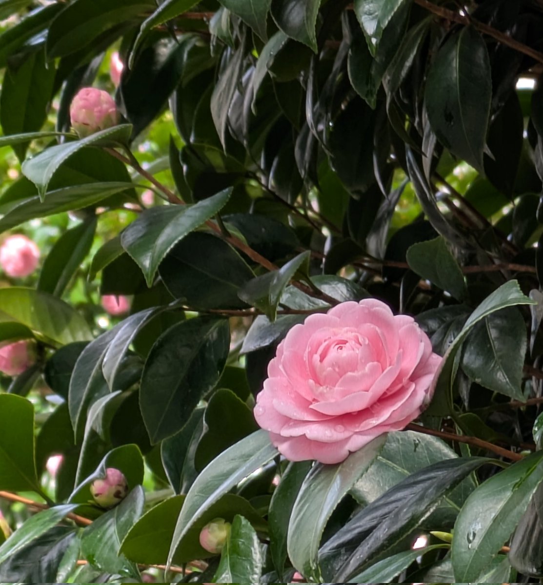 🌸この投稿をご覧の皆様へ🌸
いつもありがとうございます🌸🌸🌸

体調が落ち着いてきたので、無料でのリーディングをプレゼントする事にしました💝

①私をフォロー、この投稿をリプライをする💞
②リプ欄にリーディング希望と書く💌

応募期限は3月23日までです💫
宜しくお願い致します☺️
#無料鑑定