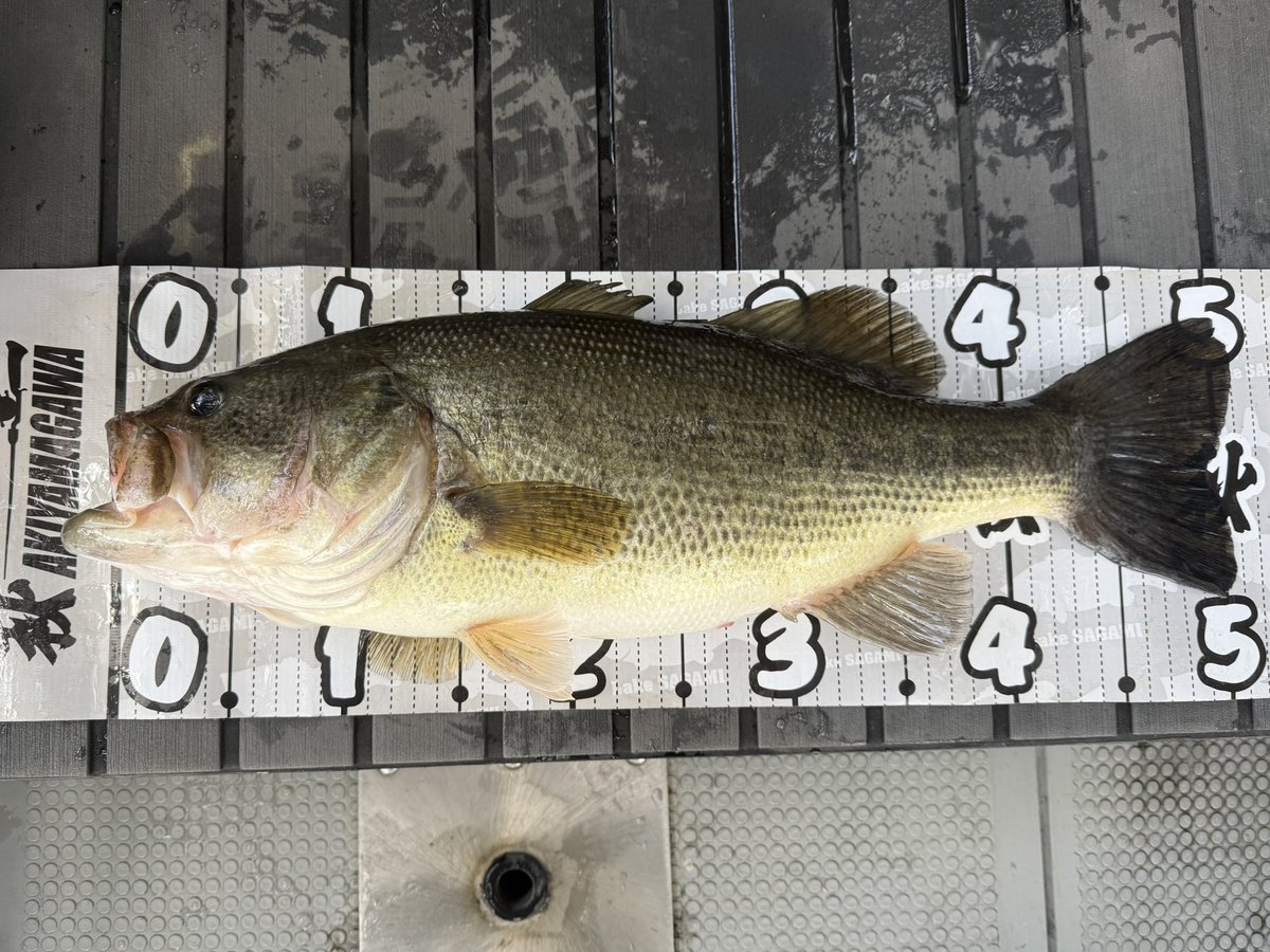 3/20 相模湖。
相模湖で２ヶ月ノーフィッシュでしたが、価値あるノーフィッシュ期間になったかなと思います。