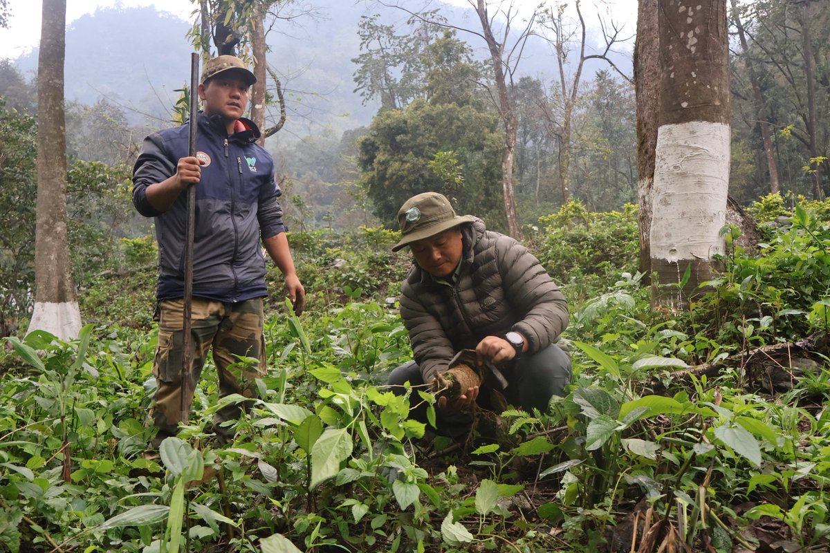 Kamlang Tiger Reserve tweet media
