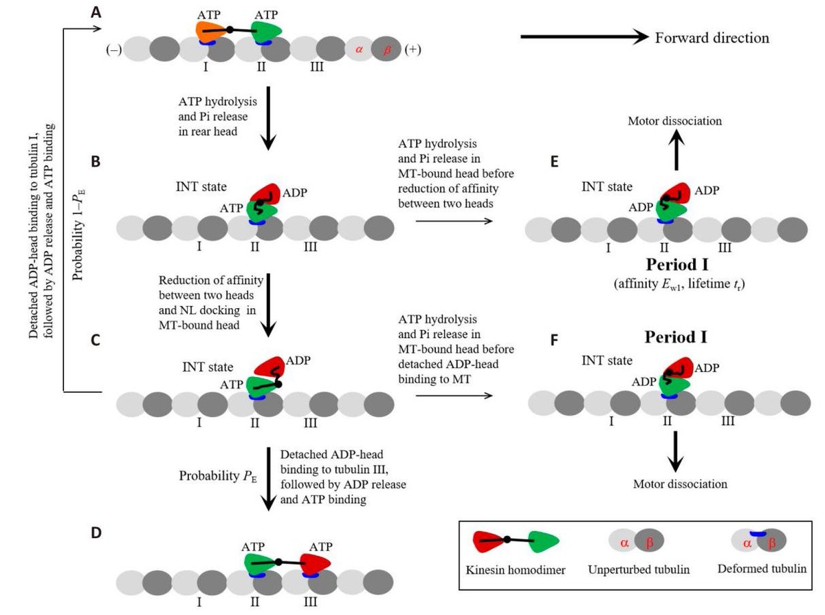 IFPG_Innovation's tweet photo. ✨Research Article
"The Effect of Tau on Dynamics of Kinesin Motor" by Xie P
⏬Read more here⏬
https://t.co/4lCanDIvrD https://t.co/dOTDjolrgx