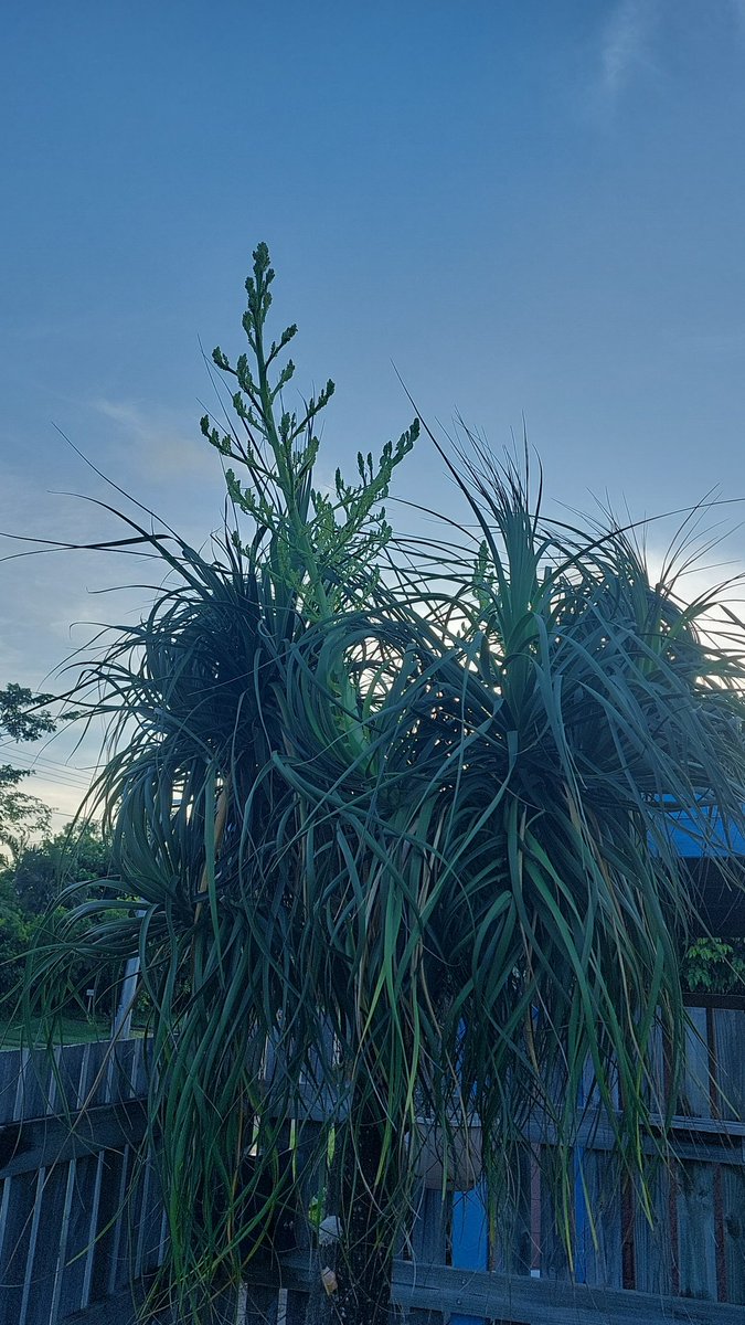 murraysewerrat's tweet image. This is a bigger tale of a tail...
#Townsvilleshines 
#Ponytail