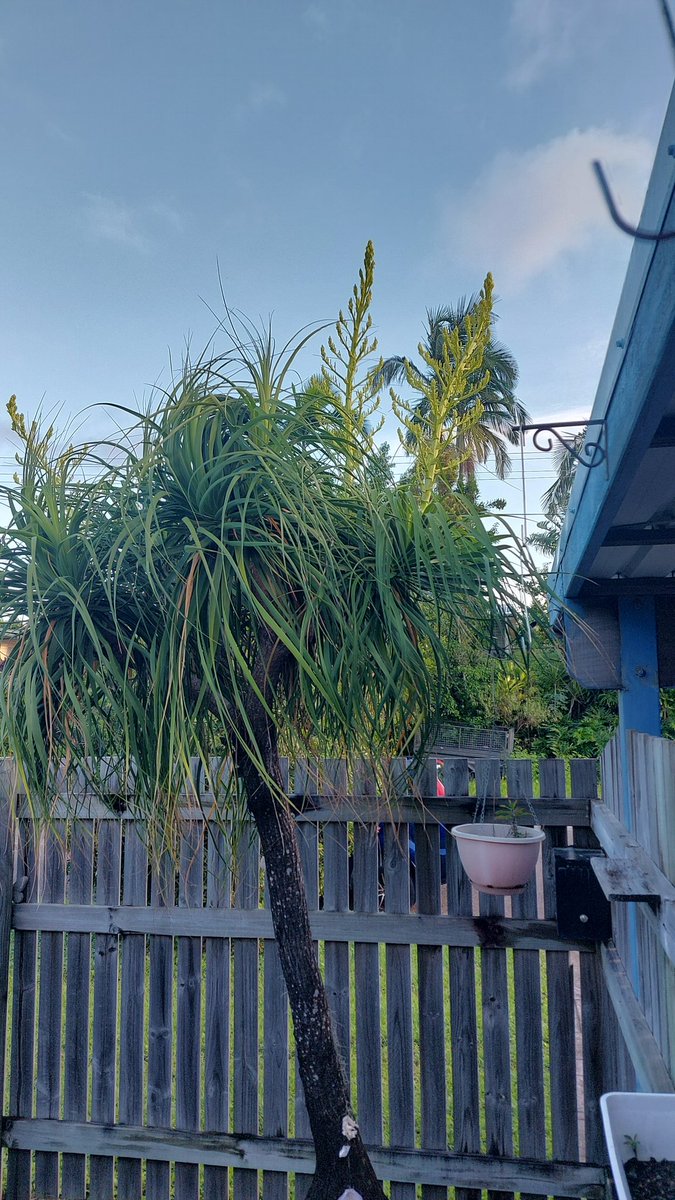 murraysewerrat's tweet image. This is a bigger tale of a tail...
#Townsvilleshines 
#Ponytail