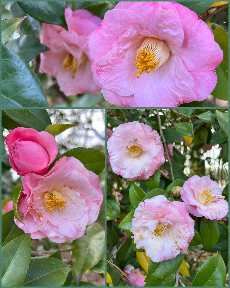 #FlowersOnFriday is also #PinkFriday with a late season fluffy pink #Camellia 😃🌸💝🌱

#Flowers #Gardening #FlowerReport #Plants