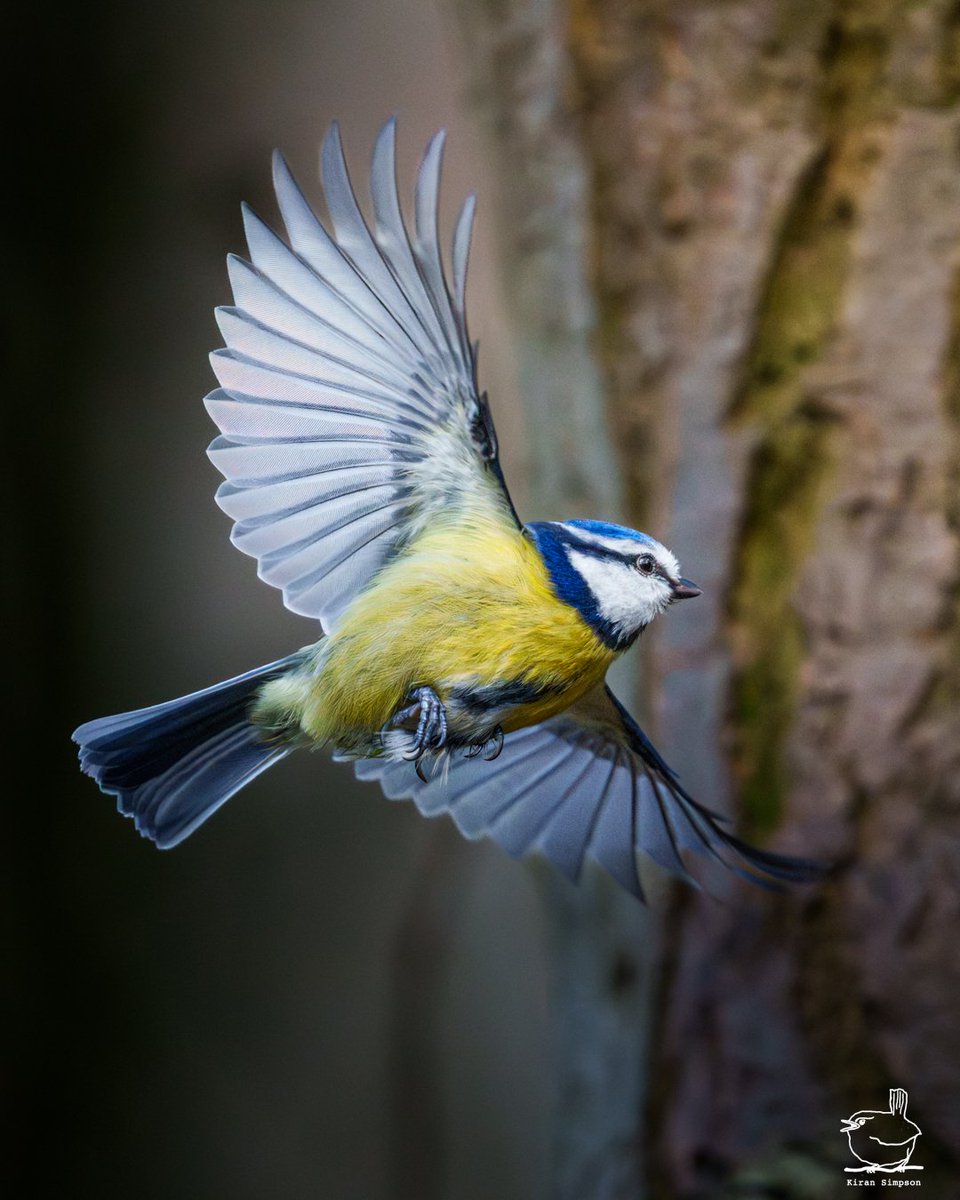 Kiran Simpson (@kiransimpson) on Twitter photo Starting spring with this little burst of color! ππ±π»
Blue Tits are always full of energy, just like the season ahead.π€©
Happy #spring !!! ππ€ Starting spring with this little burst of color! ππ±π»
Blue Tits are always full of energy, just like the season ahead.π€©
Happy #spring !!! ππ€