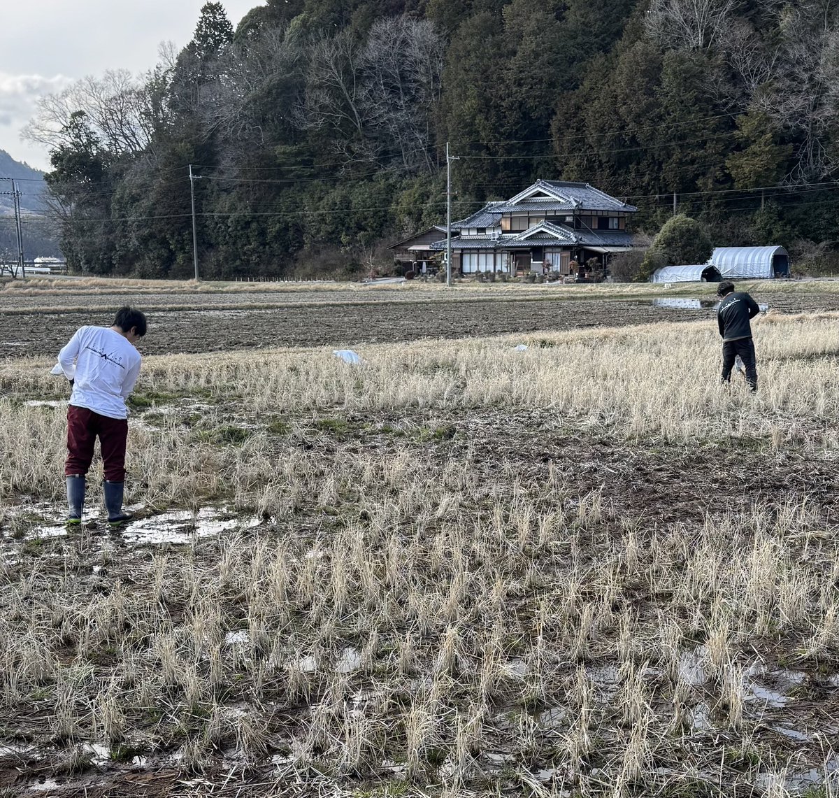 coco_sasayama's tweet image. 先日の寒さが噓のように今日は暖かい天気となった篠山です。

まずは鶏糞を撒き土壌作りから、2025年のお米作りを始動しました。
田んぼには野生動物の足跡も。
