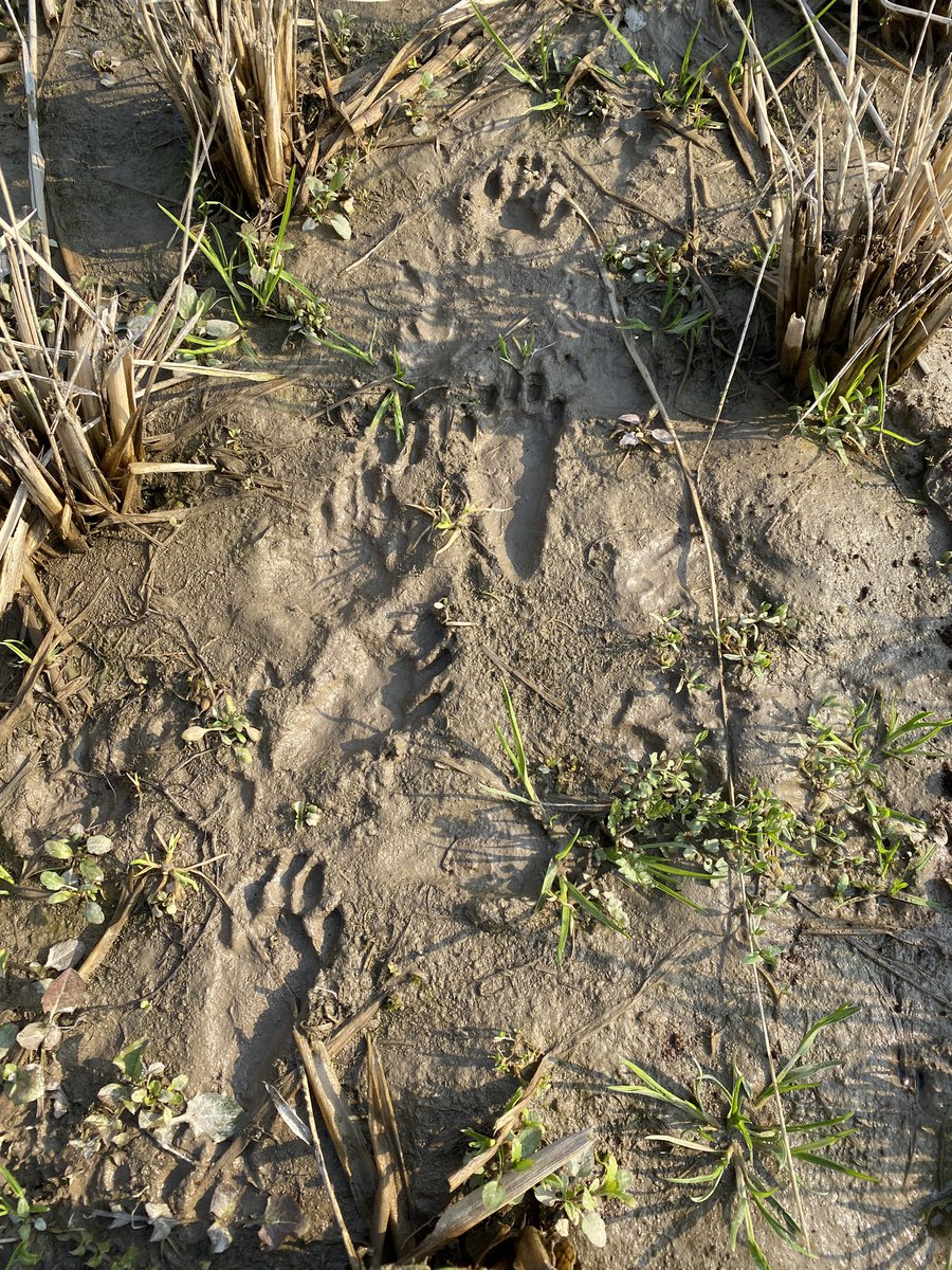 coco_sasayama's tweet image. 先日の寒さが噓のように今日は暖かい天気となった篠山です。

まずは鶏糞を撒き土壌作りから、2025年のお米作りを始動しました。
田んぼには野生動物の足跡も。