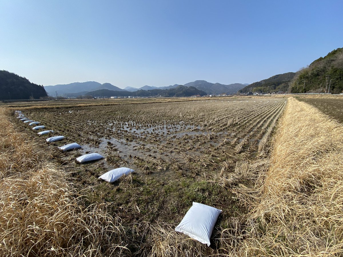 coco_sasayama's tweet image. 先日の寒さが噓のように今日は暖かい天気となった篠山です。

まずは鶏糞を撒き土壌作りから、2025年のお米作りを始動しました。
田んぼには野生動物の足跡も。