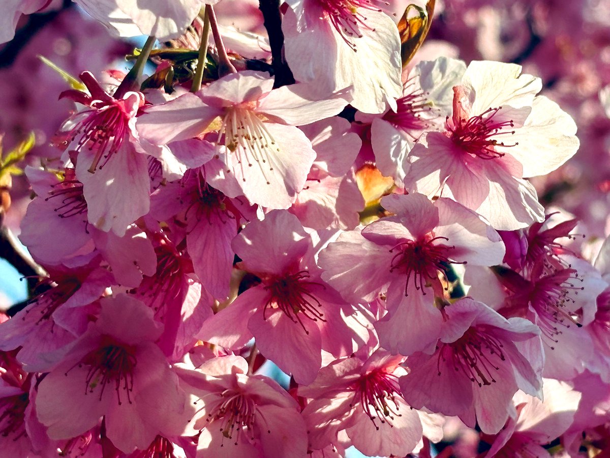 ortopleft's tweet photo. 河津桜と菜の花🌸

川沿いにずっと連なっていてとても綺麗でした

とても暖かくて、春満開

車椅子で川沿いをのんびり散歩しました👩‍🦽

#脳出血　#左片麻痺　#河津桜　#菜の花 https://t.co/q0RzcsYxLb