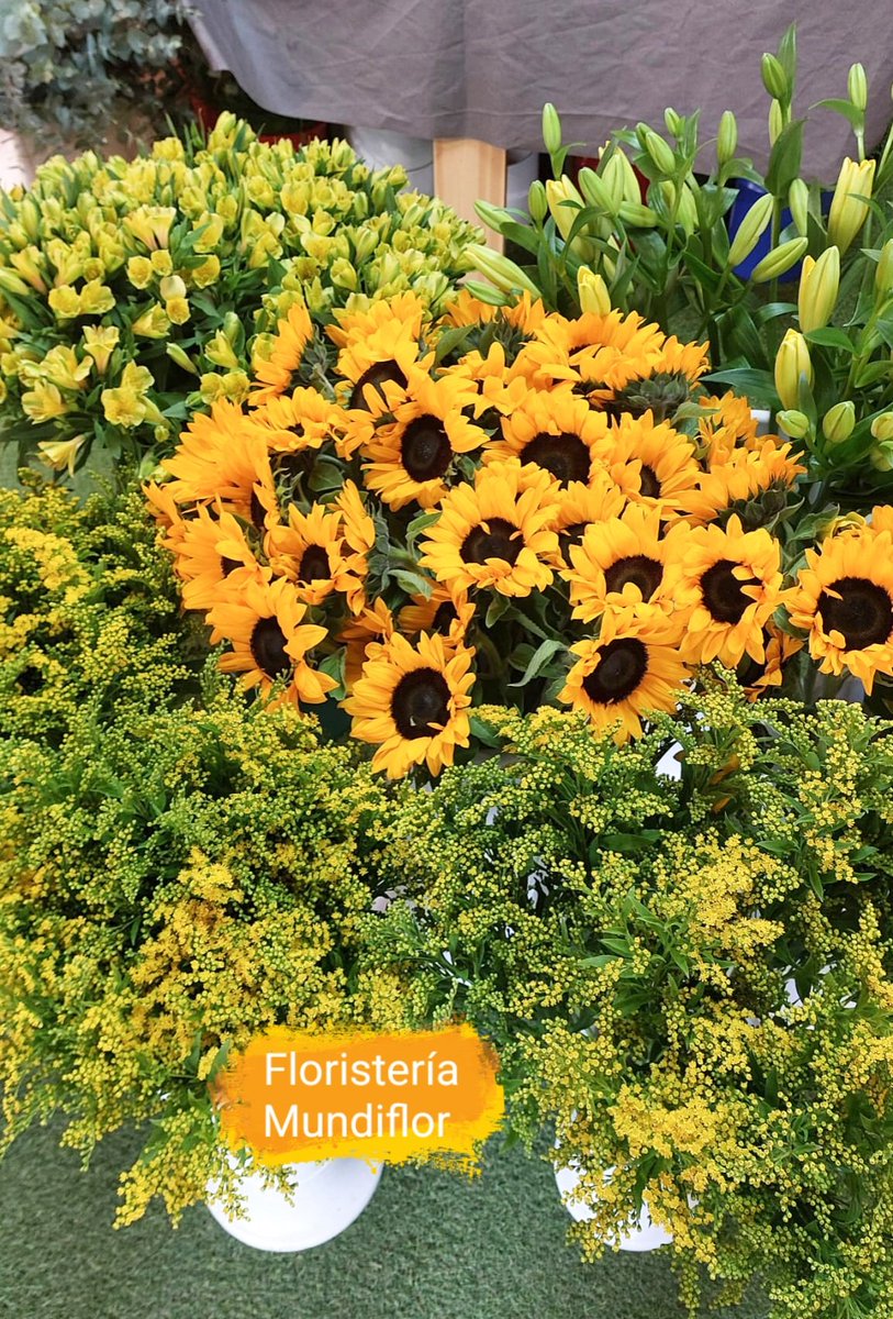 MUNDIFLOR's tweet photo. ¡La primavera llegó! Regala flores, regala sonrisas. 🌸✨"
Este 21 de marzo regala flores amarillas 🌼
https://t.co/rU6TUYdI3w https://t.co/dLS4jb2ihx