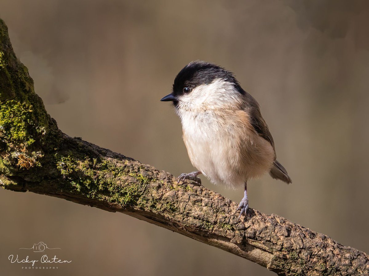 Vicky Outen Photo CPAGB (@vickyoutenphoto) on Twitter photo Willow tit
linktr.ee/vickyoutenphoto
#wildlife #bbccountryfilemagpotd #photooftheday #BBCWildlifePOTD #BBCSpringwatch <a href="/ThePhotoHour/">#ThePhotoHour</a> <a href="/Team4Nature/">Team4Nature</a> <a href="/Britnatureguide/">The British Nature Guide</a> <a href="/NatureUK/">NatureUK</a> <a href="/wildlifemag/">BBC Wildlife</a> <a href="/nature_voice/">Giving Nature a Voice</a> #willowtit
Thanks for your support! Willow tit
linktr.ee/vickyoutenphoto
#wildlife #bbccountryfilemagpotd #photooftheday #BBCWildlifePOTD #BBCSpringwatch <a href="/ThePhotoHour/">#ThePhotoHour</a> <a href="/Team4Nature/">Team4Nature</a> <a href="/Britnatureguide/">The British Nature Guide</a> <a href="/NatureUK/">NatureUK</a> <a href="/wildlifemag/">BBC Wildlife</a> <a href="/nature_voice/">Giving Nature a Voice</a> #willowtit
Thanks for your support!
