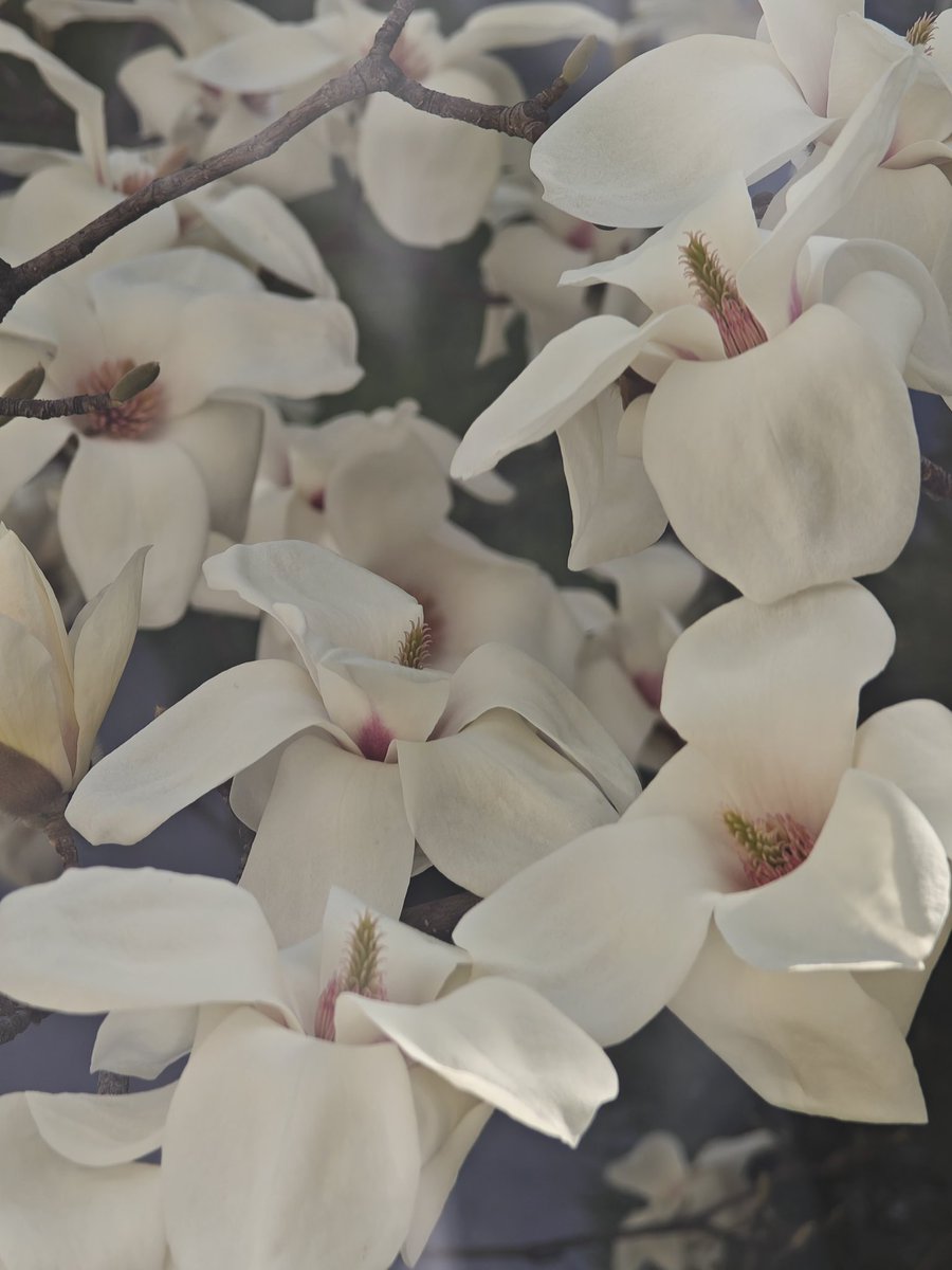 samkesi's tweet image. 玉兰