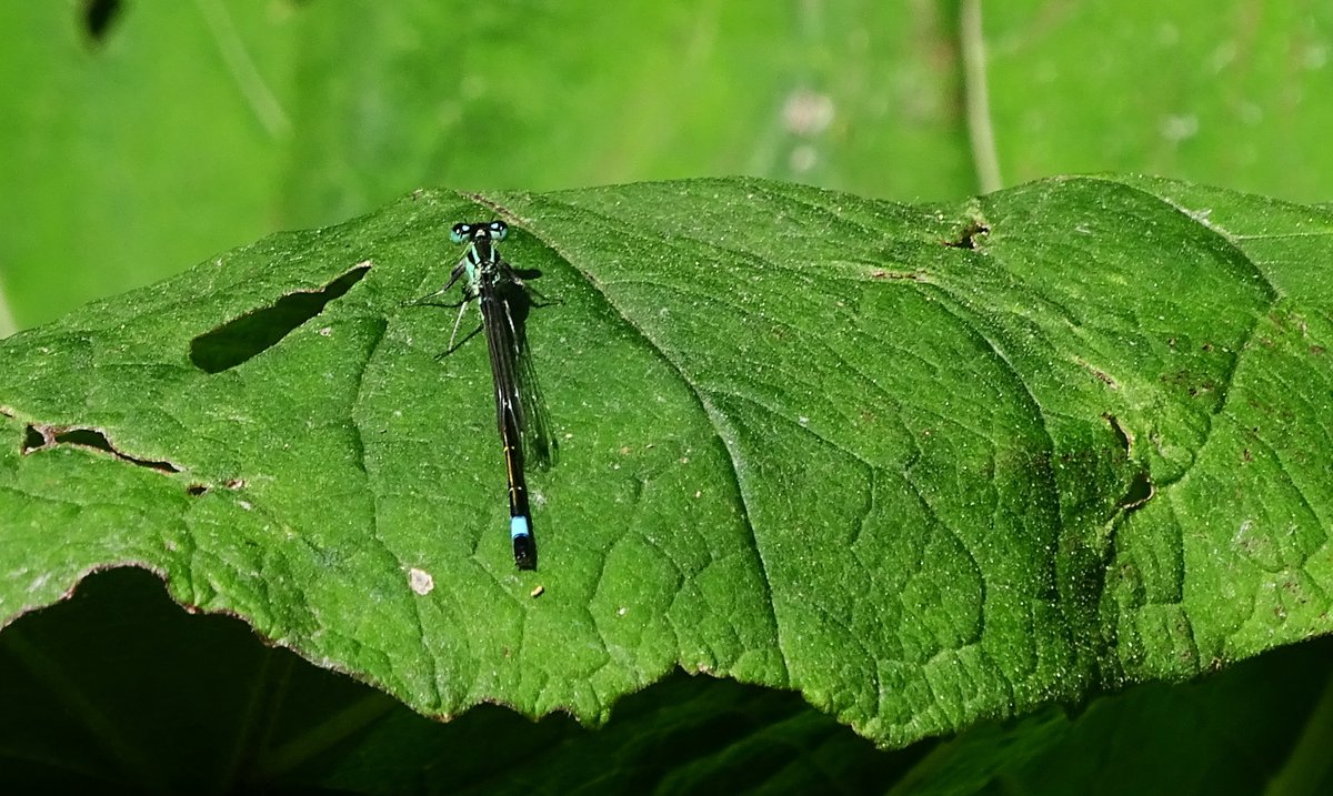 CCommijs's tweet image. #libellente, dag 21 met het #lantaarntje.
@JanKatsman