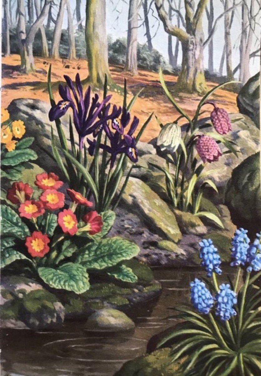 Iris Reticulata, Fritillary, Polyantha, Grape Hyacinth

(Garden Flowers, 1960)
Artist: John Leigh-Pemberton