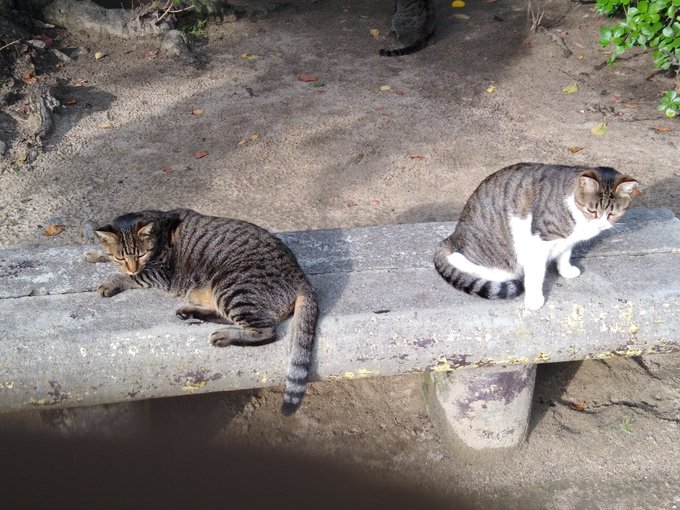 にゃんこ好きの健全アカでございますです🐱🐾(*'∀`*)b