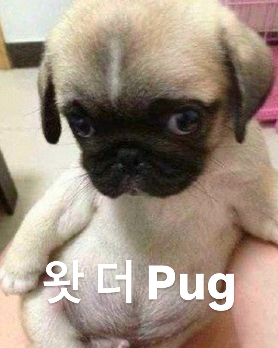 peachuuno's tweet image. 왓더pug