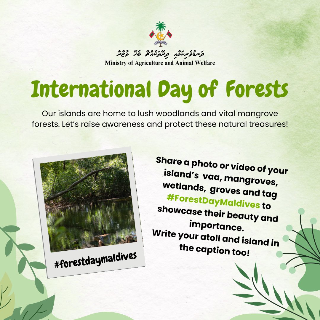 MAAWmv's tweet photo. Our islands are home to lush woodlands and vital mangrove forests. Let’s raise awareness and protect these natural treasures!
📸 Share a photo or video of your island’s vaa, mangroves, wetlands, groves and tag #ForestDayMaldives to showcase their beauty and importance.
Let’s stand together for greener, healthier islands! 💚🌱