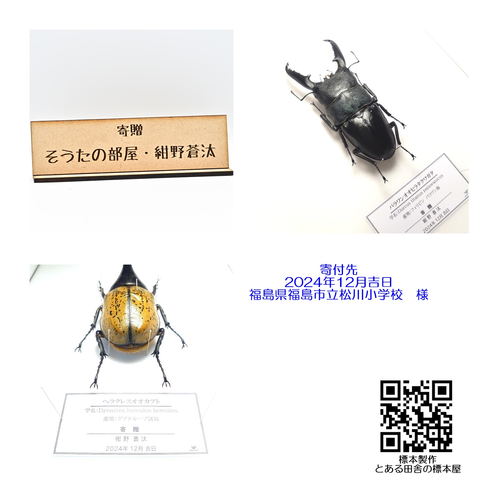 パラワンオオヒラタ ヘラクレス 標本