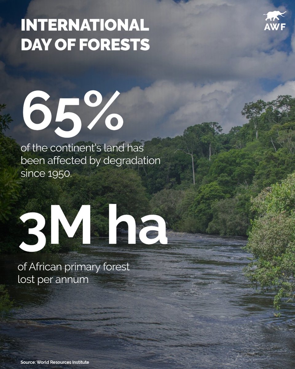 Forests are Life: Protecting Africa’s Green Heartbeat

Forests are more than just trees—they are lifelines that nourish, sustain, and empower communities. The Congo Basin, Africa’s green lung and the world's second-largest rainforest, is vital not only for our continent but for