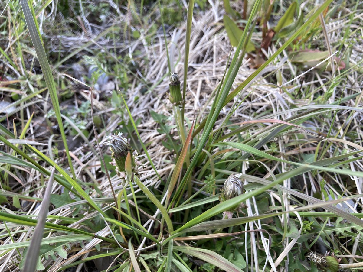 タンポポの１日のおしまいは早い。夕方17時でもう閉じてた。
牧野植物園が実施しているタンポポ調査に参加しようと思い、休憩がてらタンポポを探して外へ出たのでした。

makinodatabase.jp/surveyteam/