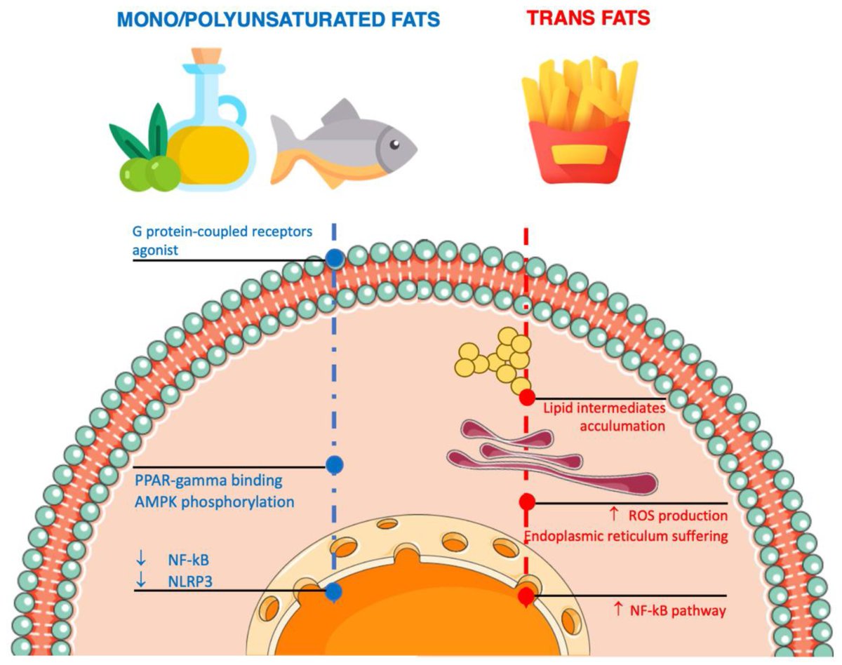 Nutrients_MDPI's tweet photo. 📖Paper Title: Anti-Inflammatory Nutrients and Obesity-Associated Metabolic-Inflammation: State of the Art and Future Direction
by Giuseppe Grosso and  Daniela Laudisio et al.
🛎️Article Views 18695 ; Citations 112
link: https://t.co/1EgYypL7eT https://t.co/vUpH71PFqt