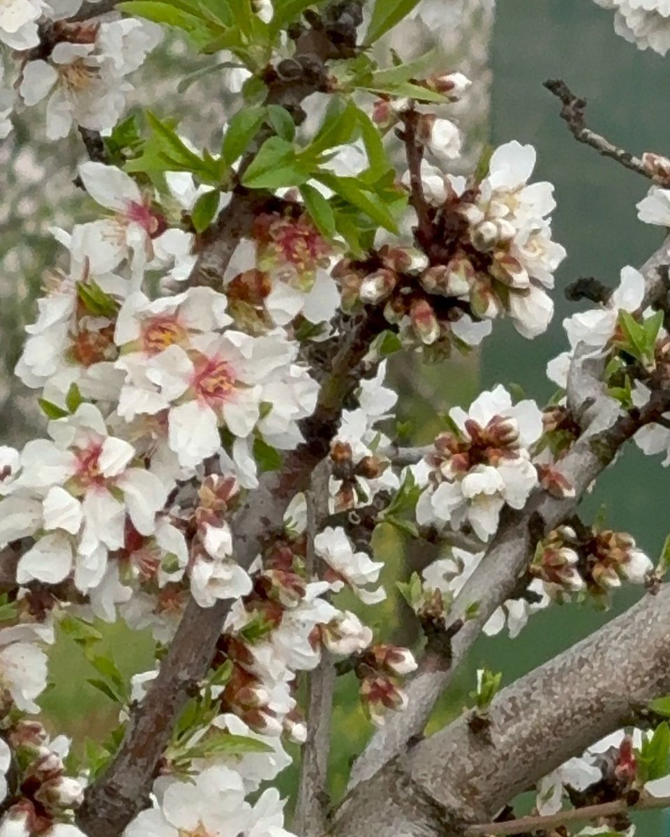 BASF_AgroES's tweet photo. Desde primeros de marzo hemos podido observar cómo los #almendros han ido entrando en #floración 🌸

Este adelanto en su floración puede afectar la producción, por eso es importante saber cómo protegerlo 🙌🏻 Te contamos todo en este #CAMPOSCOPIO de @anaguacha , gerente y técnico de @sercopag 👉 https://t.co/d6bS6I9ljb