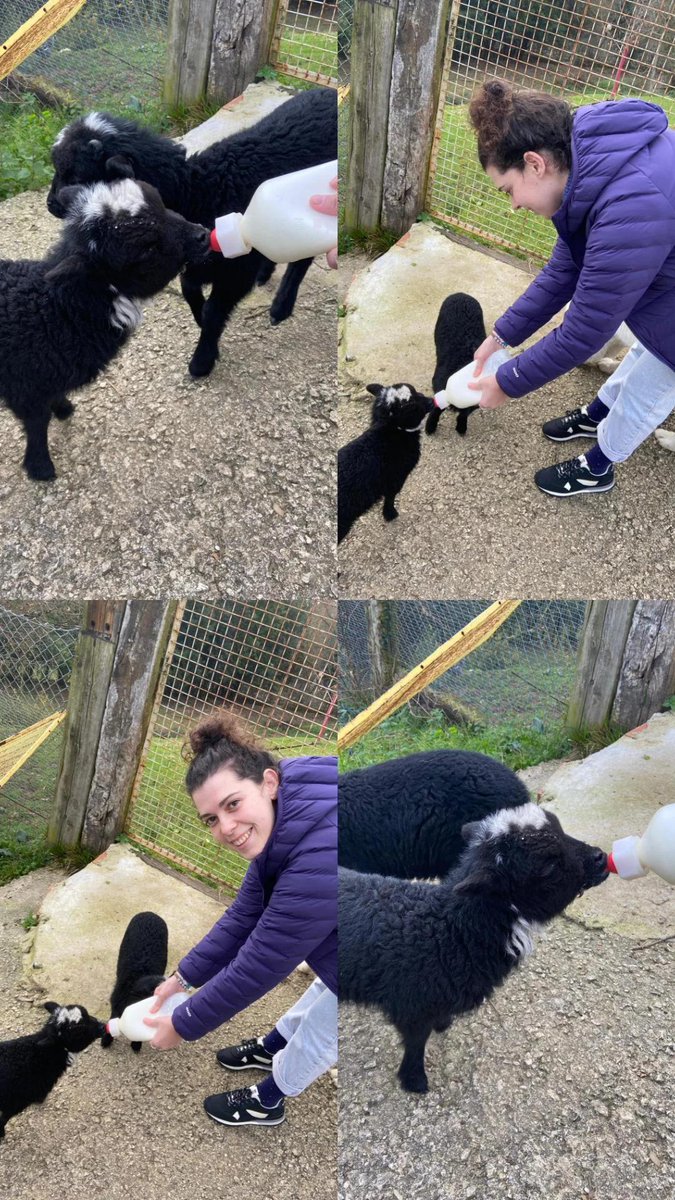 Angela_Argueso's tweet photo. 🐑🍼 https://t.co/pDA0LNCg0f