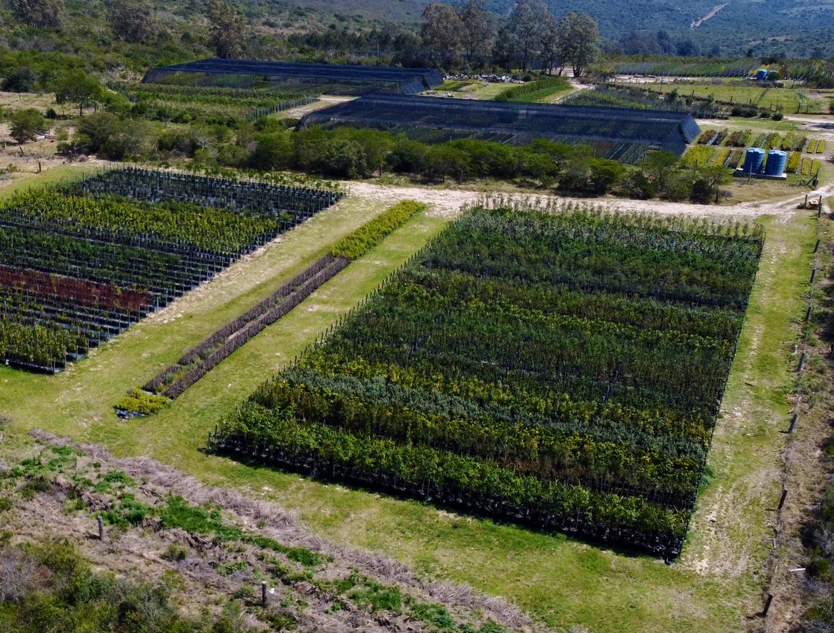 It’s a privilege to own an indigenous forest, and we’re expanding it by 70 hectares with <a href="/onetreeplanted/">One Tree Planted</a> On #InternationalDayofForests, we highlight the urgent need to prioritise and fund locally owned nurseries in reforestation projects. True restoration starts at home! 🌱🌍