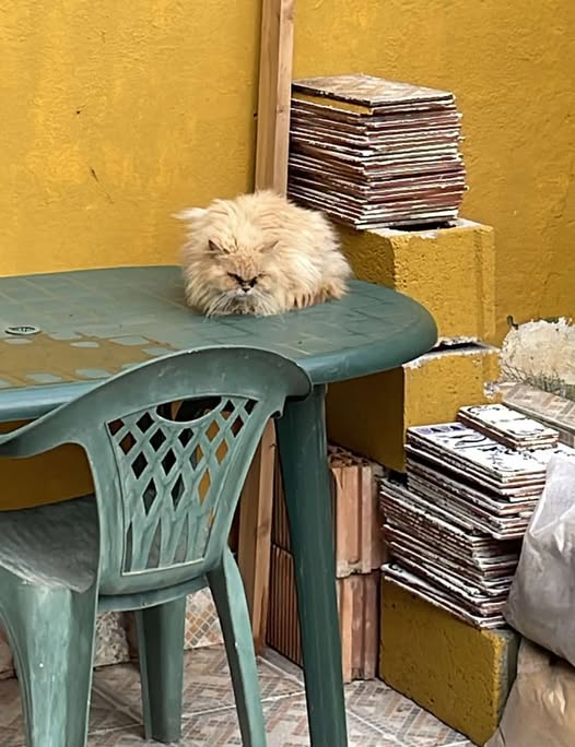 isagato62's tweet image. ESTA GATITA  ha sido ABANDONADA por su DUEÑO tras vender su casa en CORTECONCEPCIÓN (HUELVA)
Los nuevos propietarios se trasladarán próximamente y no quieren mascotas.
CONTACTO 644309331☎️
Por favor compartid!🙏