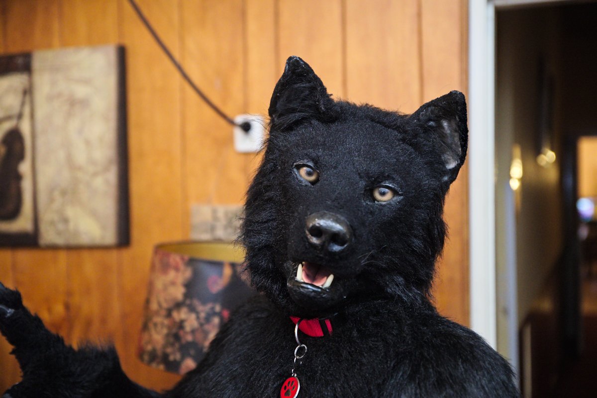 BerkWolf's tweet image. Happy #FursuitFriday

✂️ @CopperSprite
📸 #BotchFrivarg
🗓 01.04.2017
🏨 Het #Labyrint
🏙 #Sleen 🇳🇱
🦊 #FurryWeekendHolland
🎩 @FWHMarty

#FWH #FWH2017 #Fursuit #Furcon #Furry #Wolf #Furs #Convention #Berk #BerkWolf #Dutchwolf

Follow my Berk-News (TG):
t.me/Berk_News