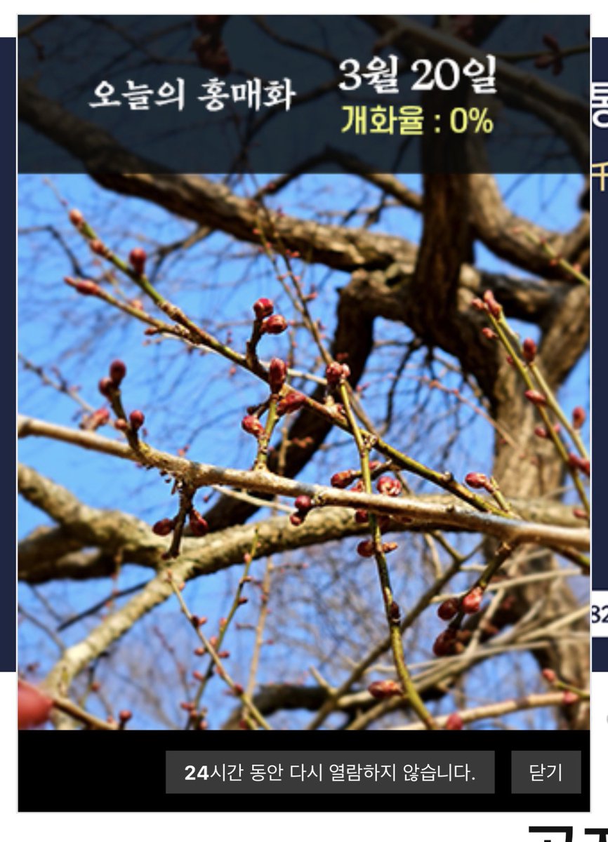 화엄사 홈페이지에서 매일 홍매화 개화 소식 전해주시는 거 너무 다정하고 좋음… ‘0%라고 다 같은 0%가 아니에요!‘ 하는 무언의 메시지가 들려온다.
hwaeomsa.or.kr