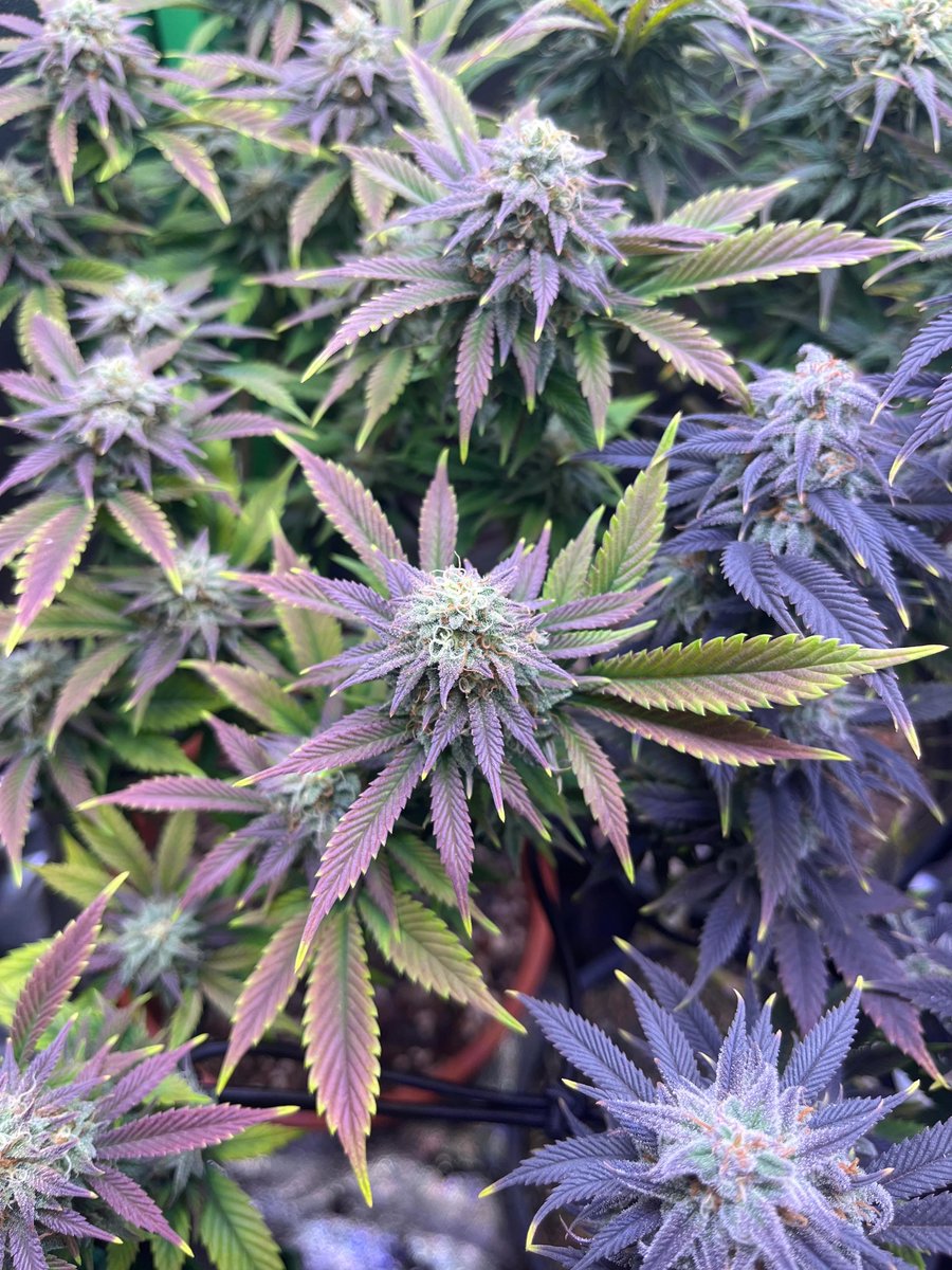 medicgrow's tweet photo. 🌈 Harry's harvest is bursting with color under the Spectrum X! Look at those vibrant hues! 😍 What spectrum are you loving? Share below! 👇
#MedicGrow #SpectrumX #ColorfulPlants #Homegrown https://t.co/aJtYb0XW8H