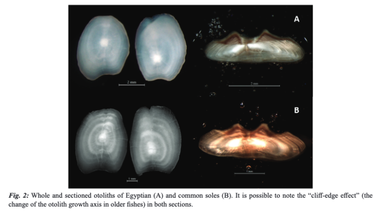 SABATINI, L., DONATO, F., LA MESA, M., SCARCELLA, G., &amp; FANELLI, E. (2025). Spatial distribution and life history traits of two sympatric, cryptic species of sole in the Adriatic Sea basin. Mediterranean Marine Science, 26(1), 1–15. doi.org/10.12681/mms.3…
#solecryptic