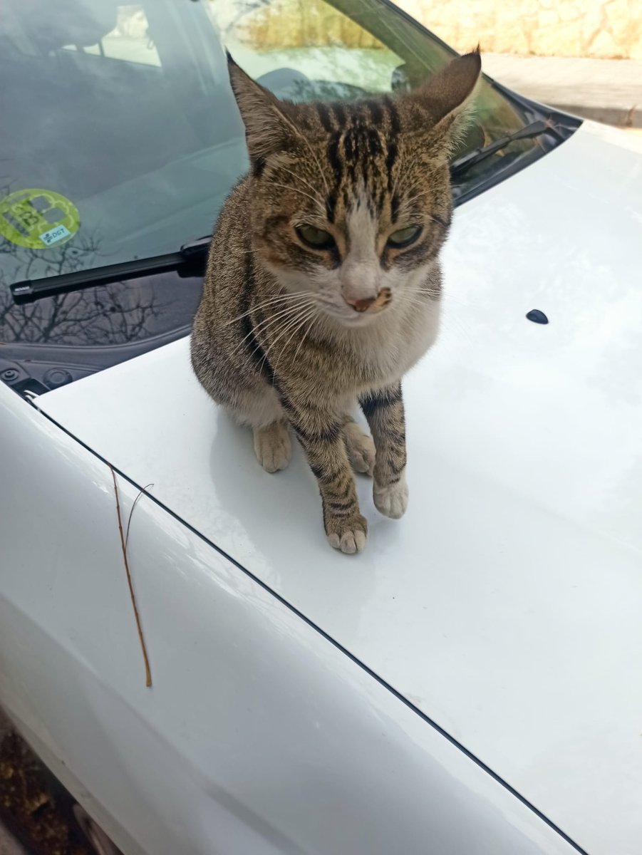 AcofalX's tweet image. Está gatita está en la calle. Se va a intentar capturar  para ver si está esterilizada .vacunarla y hacerle la revisión pertinente .pero necesitamos una casa de acogida para cuando salga de la clínica y buscarle un hogar .pues la gatita es muy dócil y parece abandonada 630518377