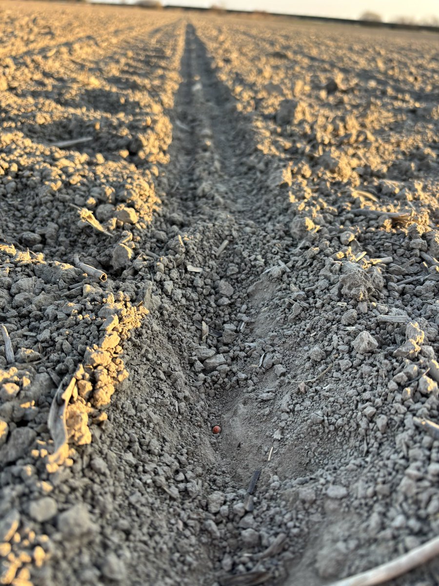 Old school -op kooiwielen-de bieten- en vlaspercelen klaargelegd in de Polders. Omdat het kon na enkele vorstnachten en een droge dooi. Mengmest opgebracht met slangensysteem. Ook omdat het kon dit jaar. 2 dagen later fijngelegd en gezaaid. Ook dit jaar eigen proef met NKG 🚜