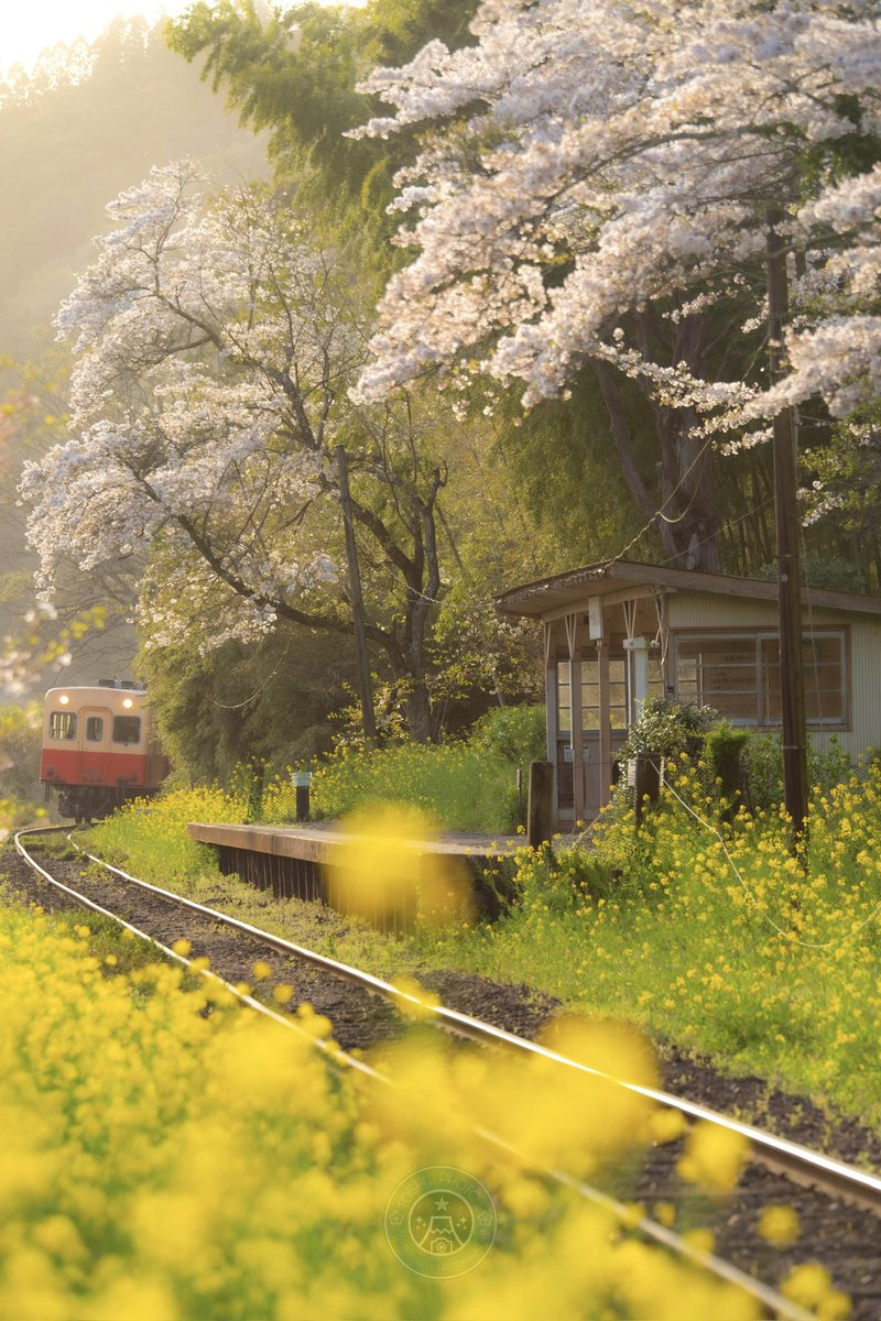 春になると完成する、房総の里山にある御伽話の世界観。
#tokyocameraclub