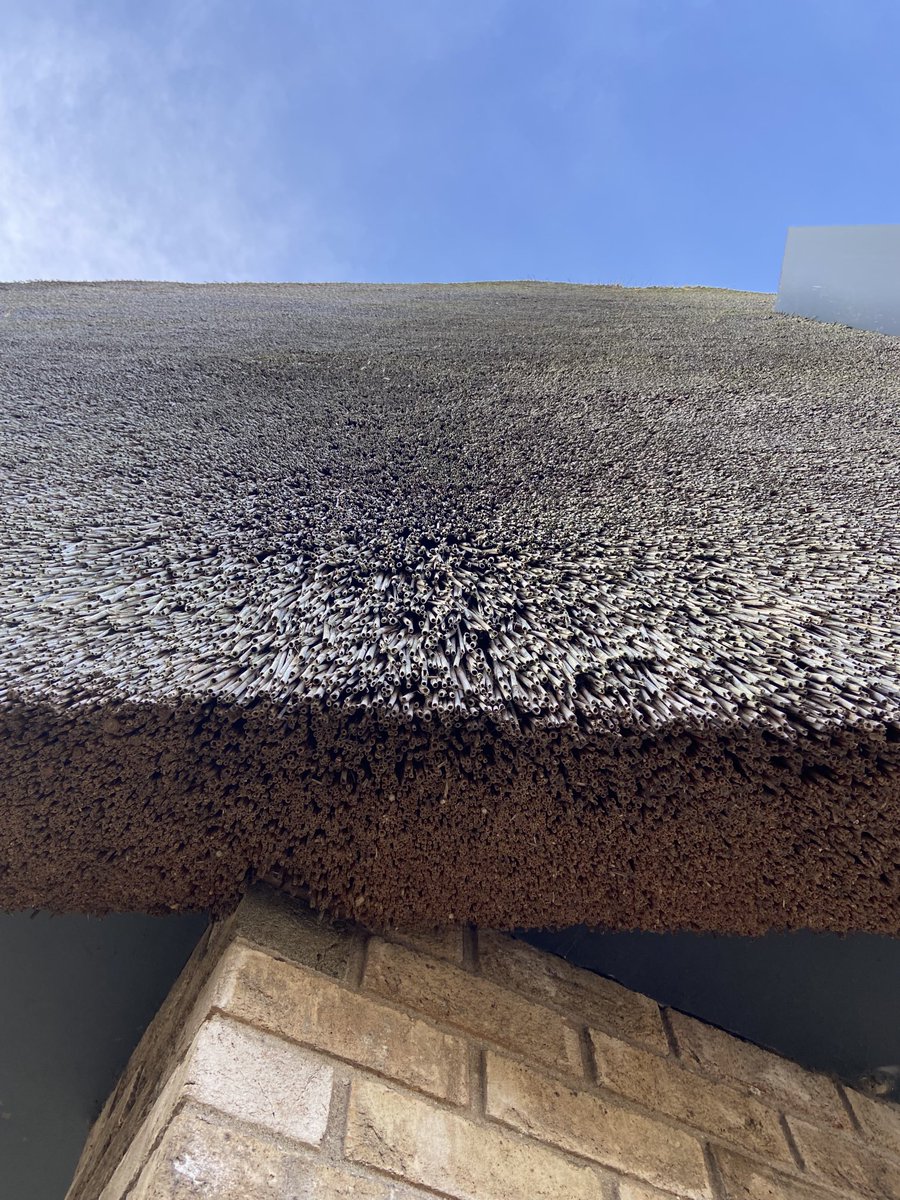 masterthatcher2's tweet image. This morning we are setting up to do a few repairs to this one in #Formby. #Thatching.