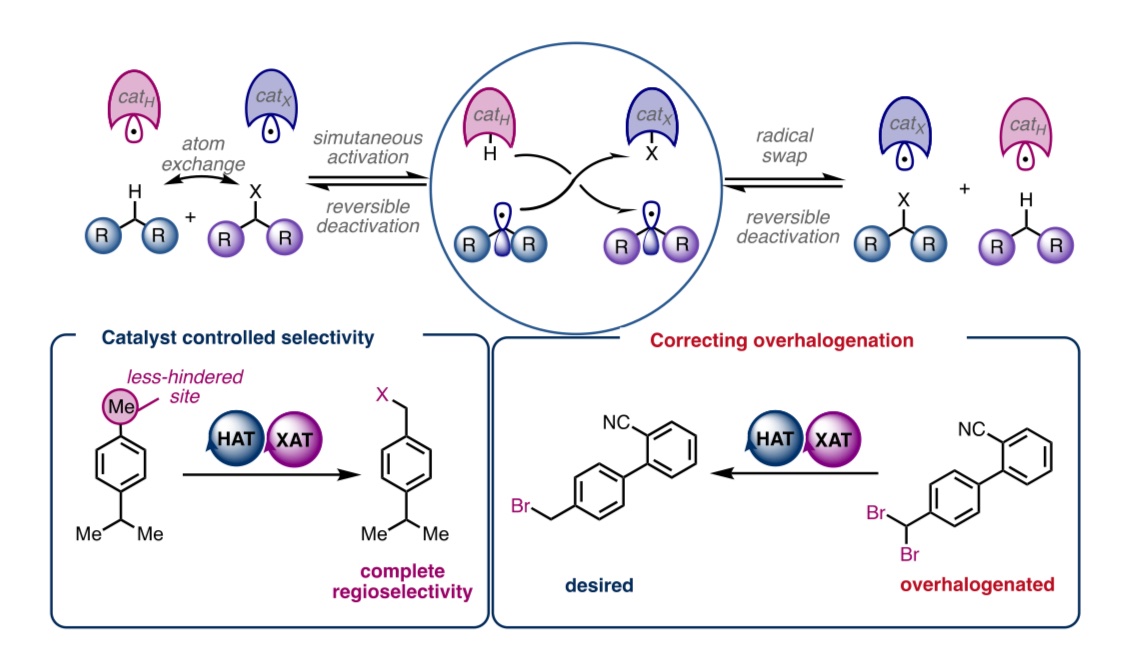 In my latest preprint with <a href="/morandilab/">Morandi Lab</a>  we take a new approach to C-H functionalization by trading C-H and C-X bonds between molecules. chemrxiv.org/engage/chemrxi…