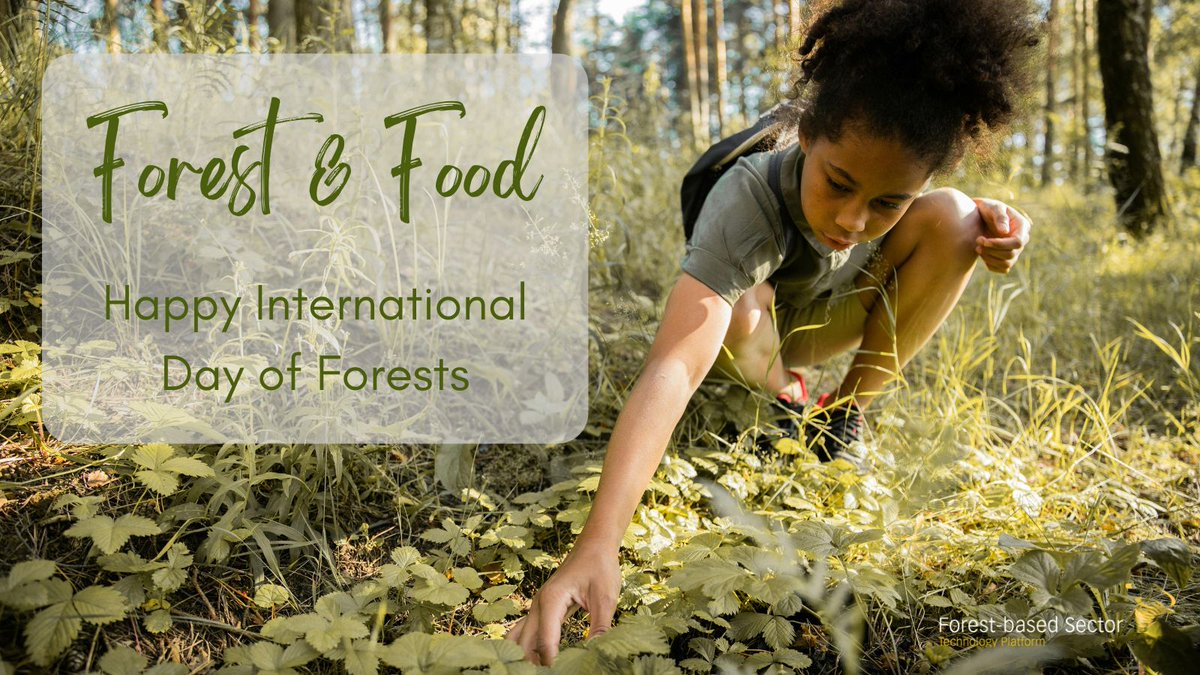 🌳 To celebrate the #IntlForestDay and the food that forests provide, discover 3 European projects - INTACT, SYLPLANT &amp; <a href="/FEROX_PROJECT/">FEROX</a>  - innovating in wild food harvesting, truffle farming and plant-based proteins 🫐
Read more 👉 bit.ly/4kHww7F