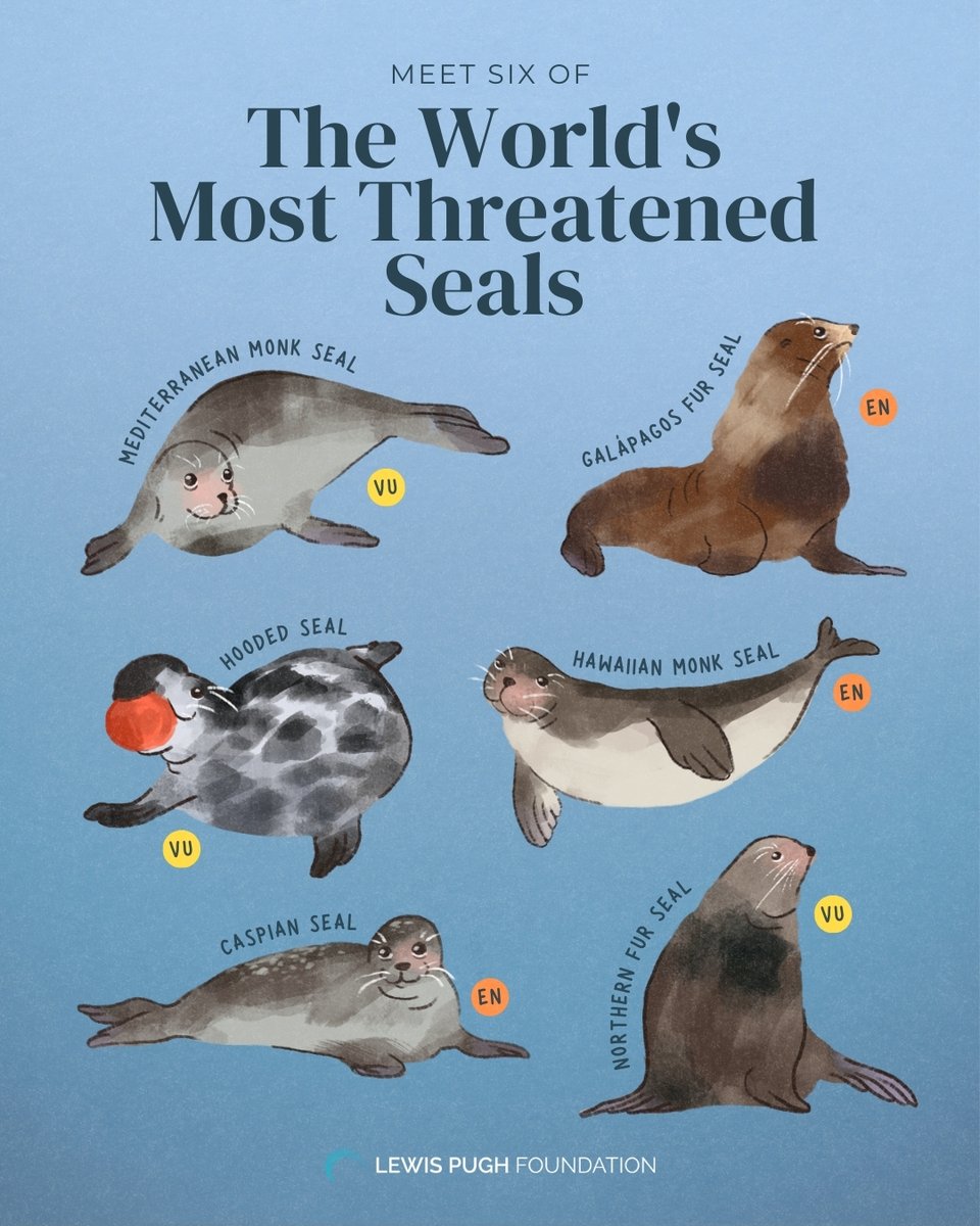 To mark #InternationalSealDay tomorrow, we’re spotlighting some of the seals most at risk. How many did you recognise? 🦭👇💙